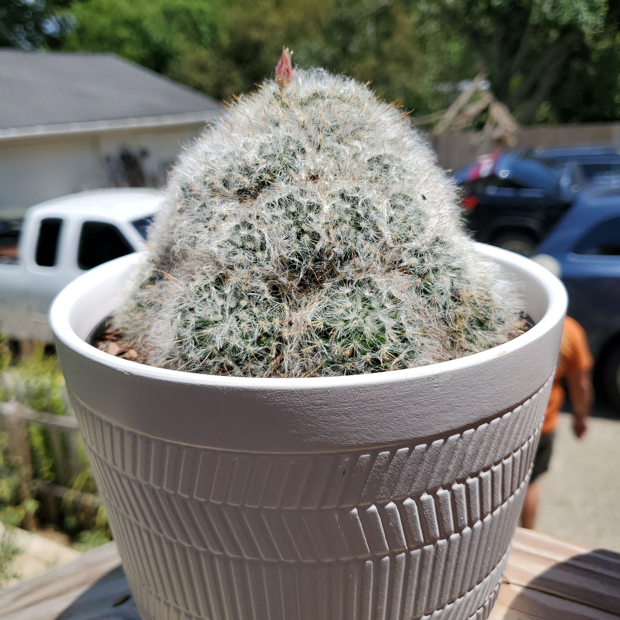 Potted Mammilloydia cactus with a fuzzy appearance, in a white pot.