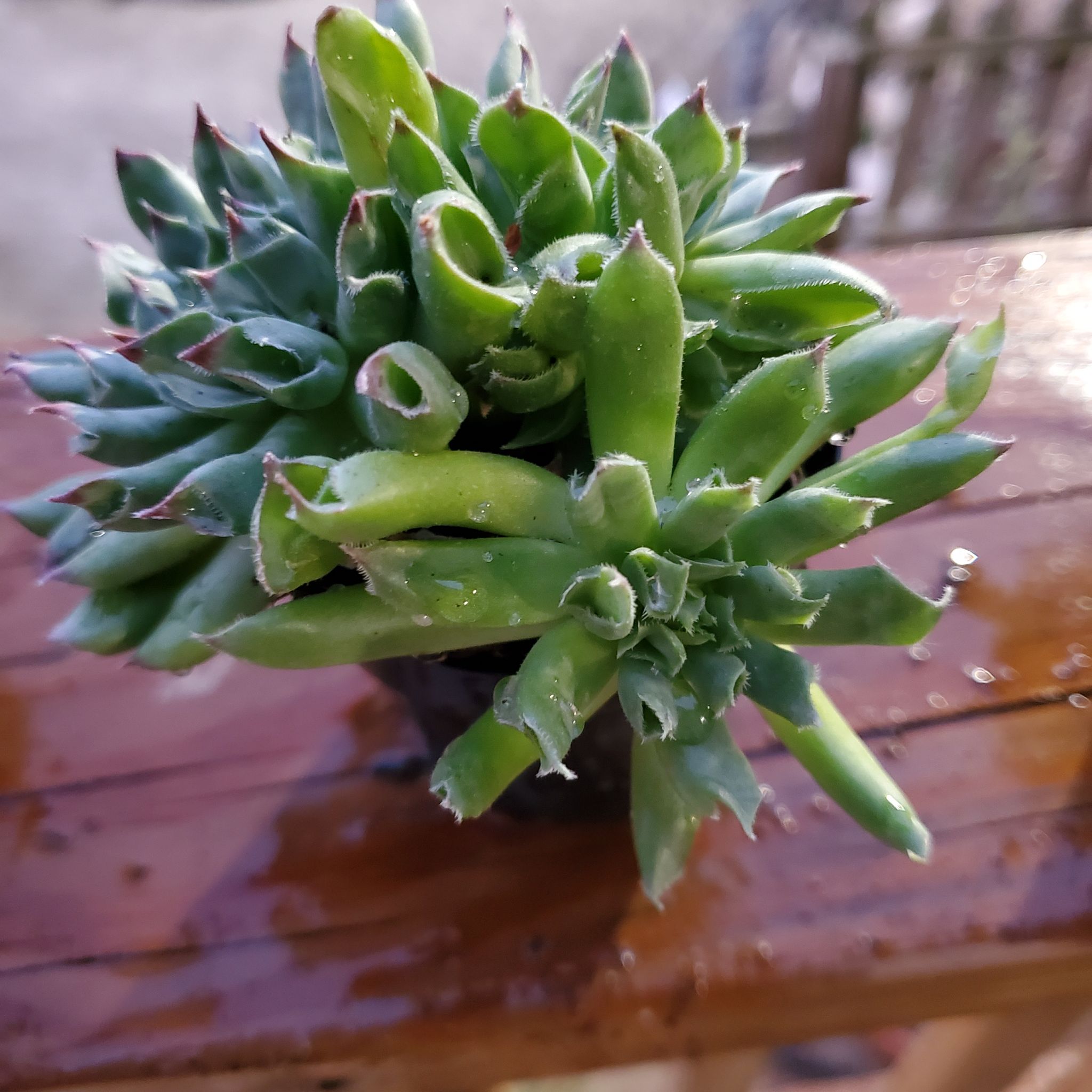 Photo of the plant species Sempervivum 'Oddity' by @TiptopRedclaws named Orb on Greg, the plant care app