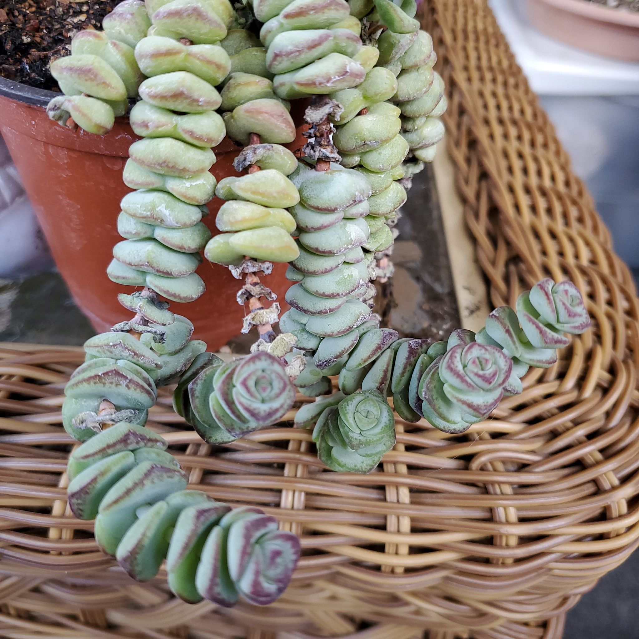 Photo of the plant species String of Buttons by @TiptopRedclaws named Rosalie on Greg, the plant care app