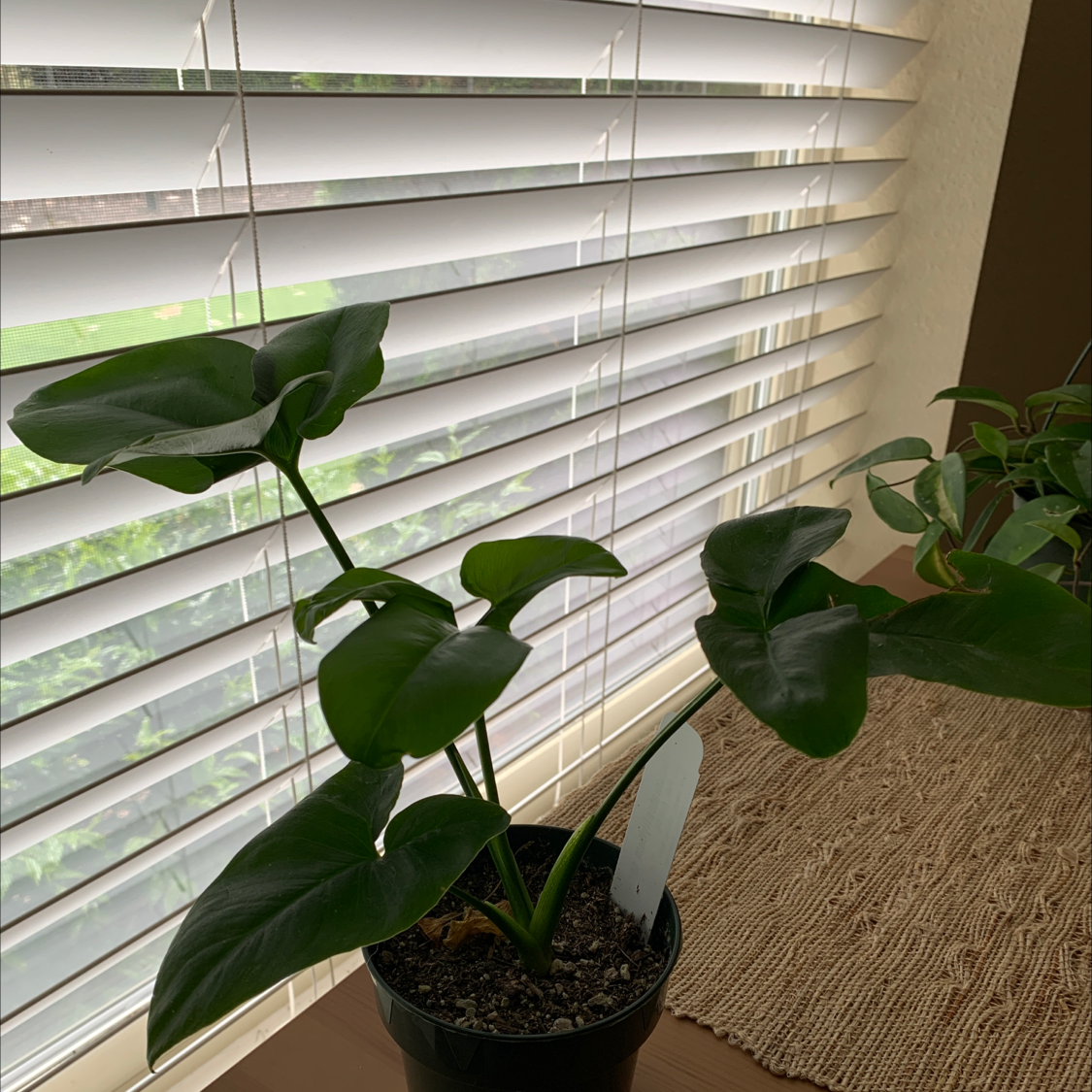 Potted Thaumatophyllum spruceanum plant indoors near a window with blinds.