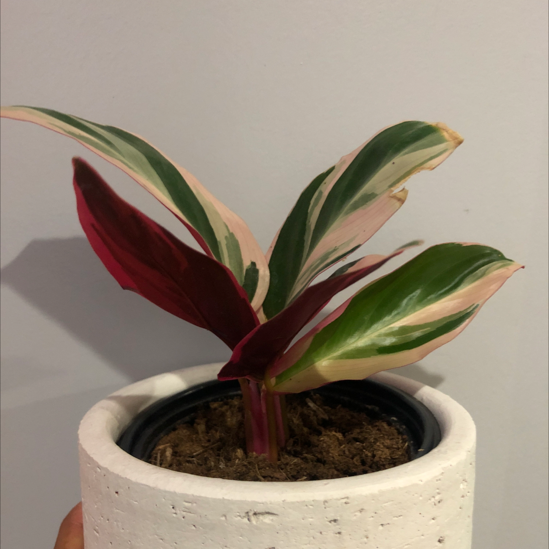 Triostar Stromanthe plant in a white pot with colorful leaves showing slight browning at edges.