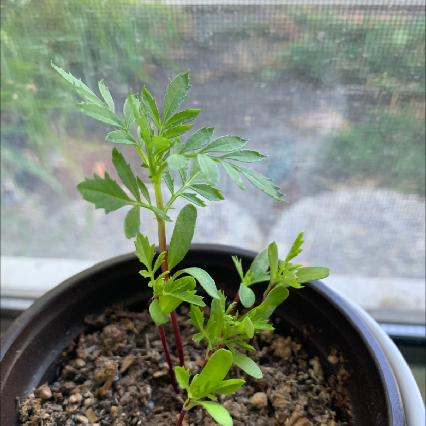 African Marigold is Toxic To Cats 🐈