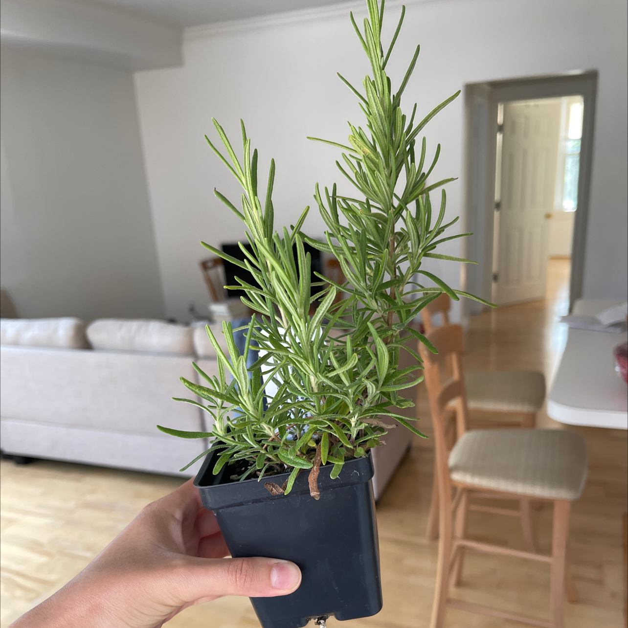 Photo of the plant species Rosemary by @CheerfulKanono named Rosi on Greg, the plant care app