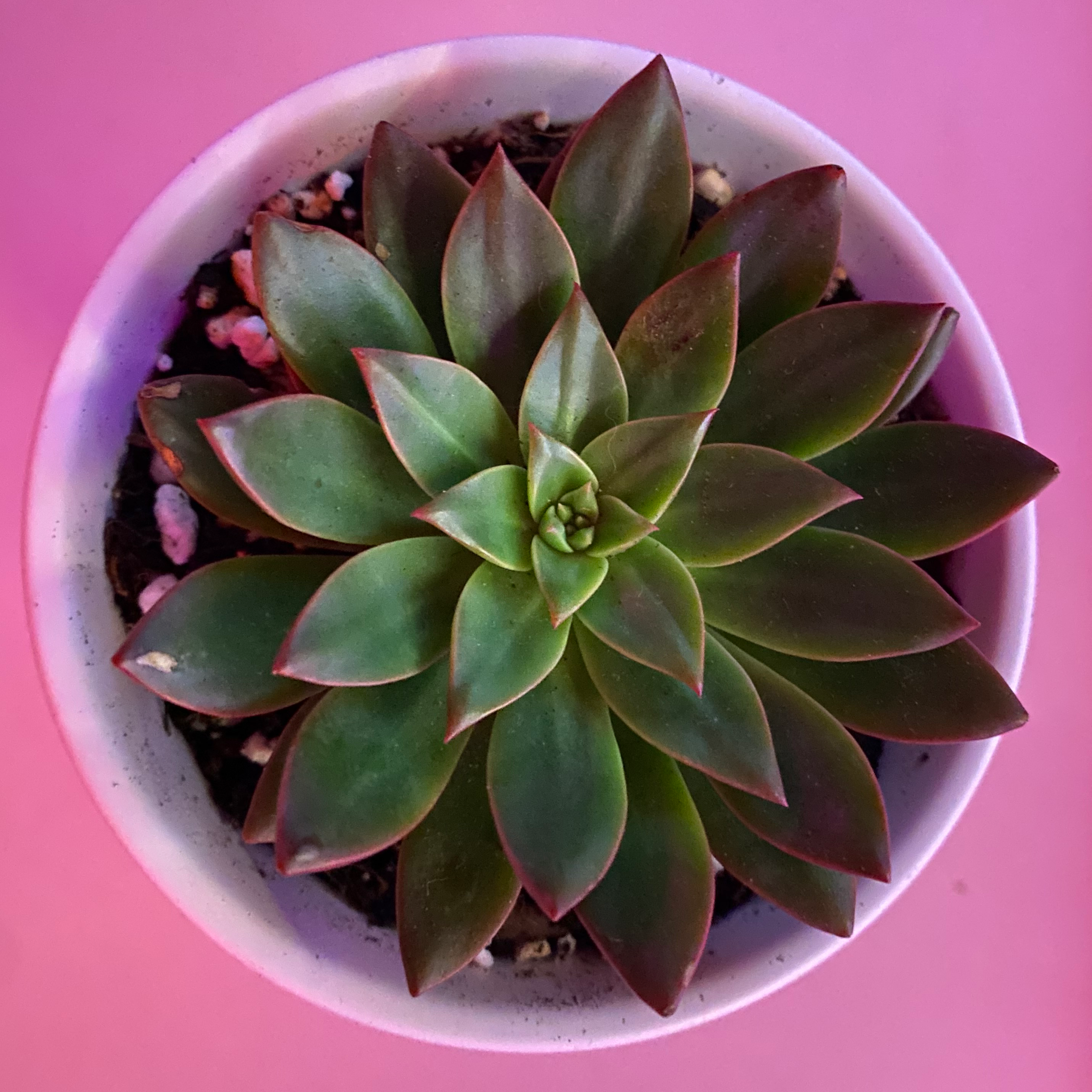 Plant care for Tacisedum 'Spring Glow' on Greg, the plant care app