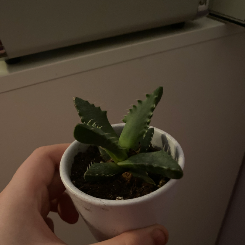 Short-Leaved Aloe plant in a small white pot, held by a hand.