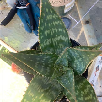 Aloe Vera plant in Santa Rosa, California