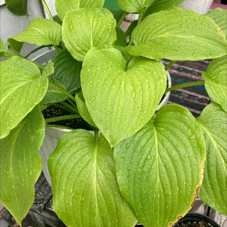 Calla Lily plant in Sidney, Ohio