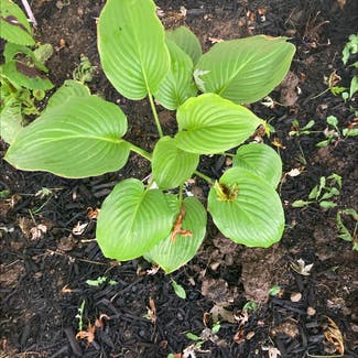 Siebold's Plantain Lily plant in Sidney, Ohio