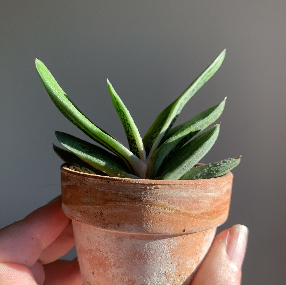 Photo of the plant species Ox Tongue by @Graceestone named Tungsten￼ on Greg, the plant care app