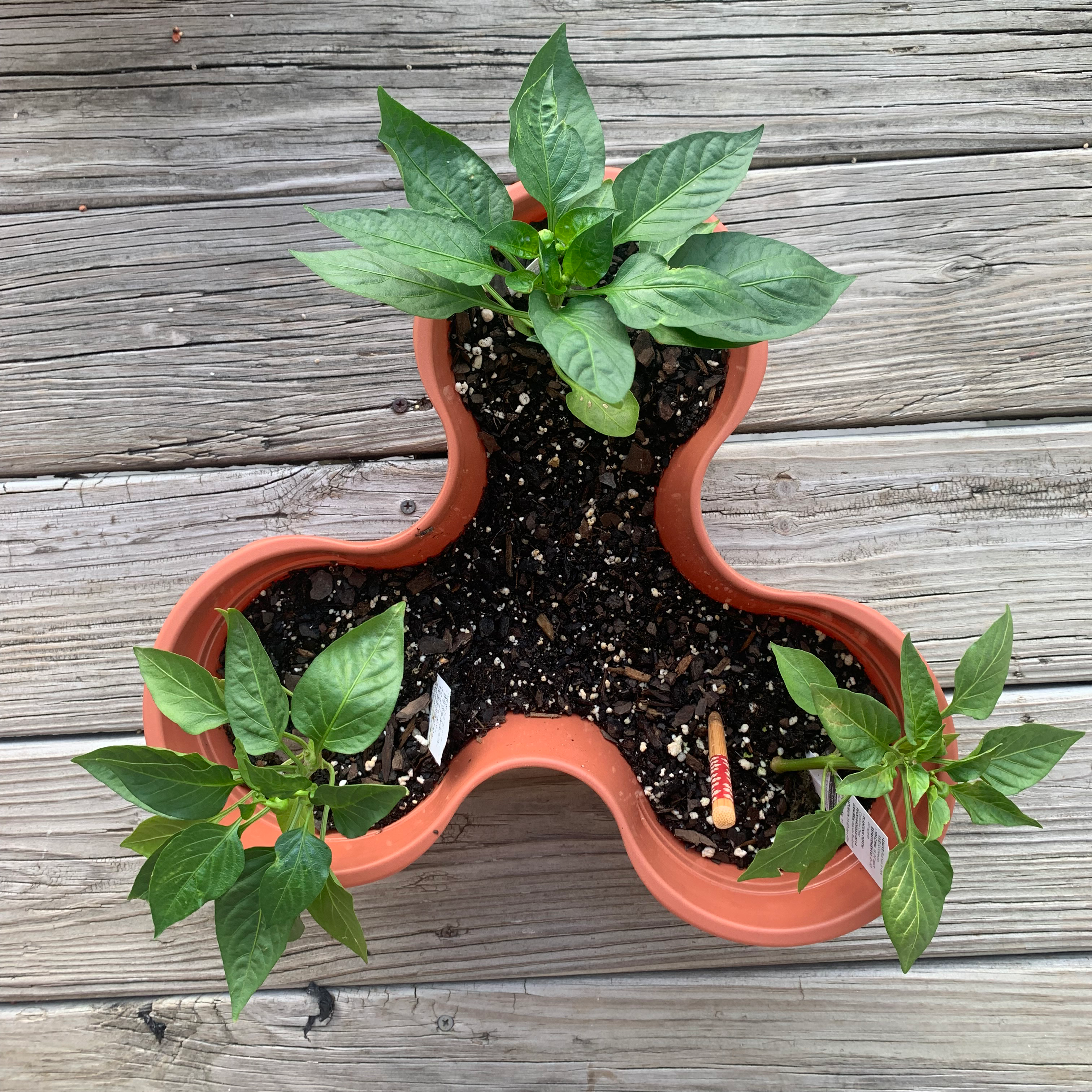 What To Do About 🌶️ Pepper Plant Leaves Curling