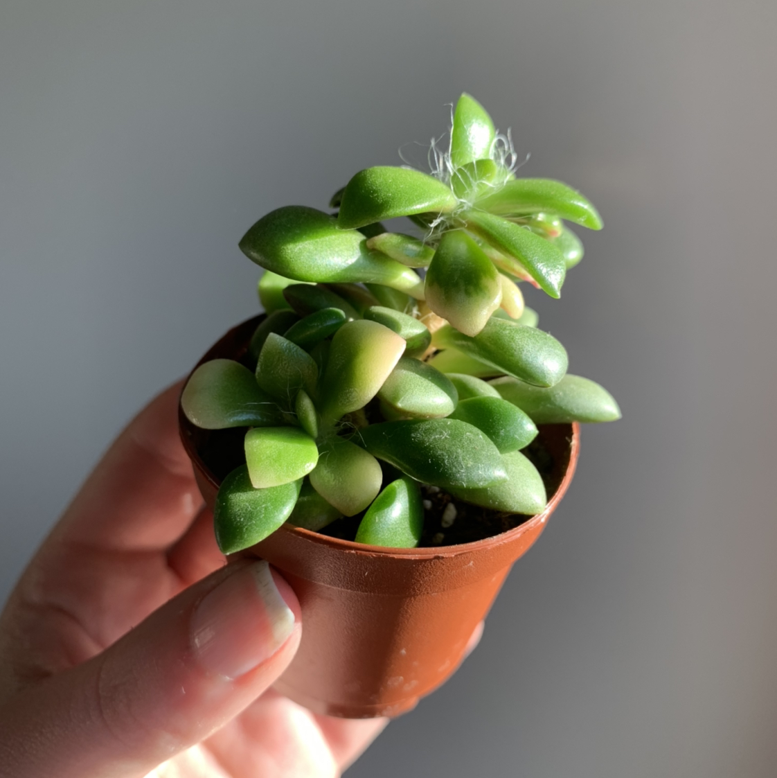A healthy Anacampseros 'Sunrise' succulent in a small pot, held by a hand.