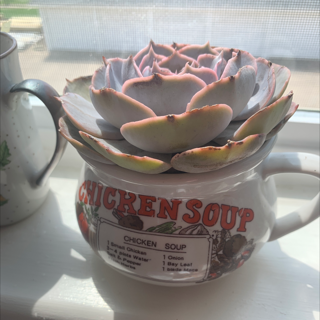 Echeveria Gibbiflora plant in a decorative container with no visible signs of disease.