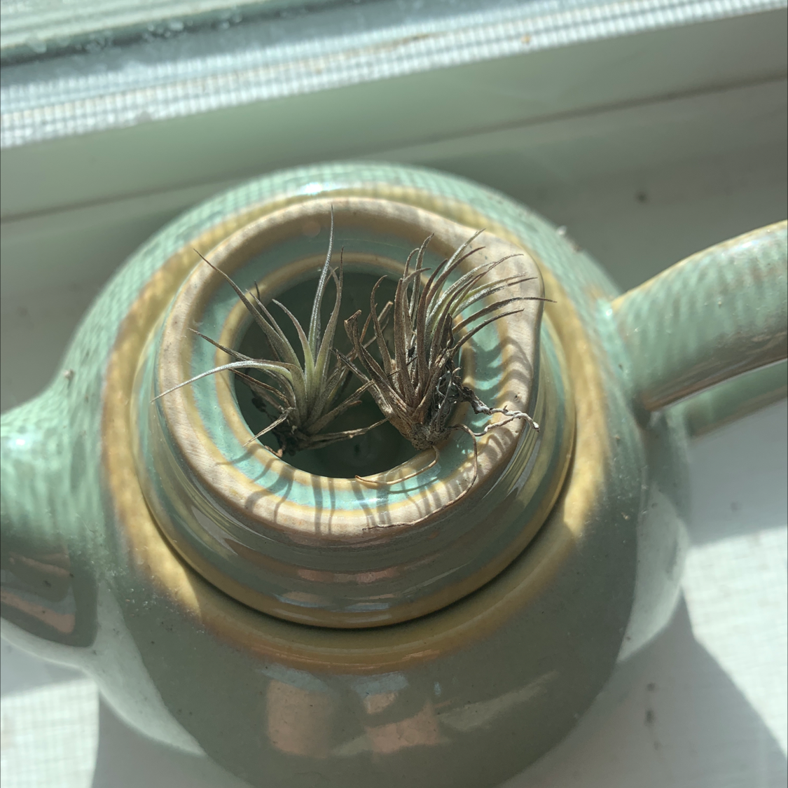 Close-up of a healthy Blushing Bride Air Plant in a small glass container, showing silvery green leaves with pink accents.