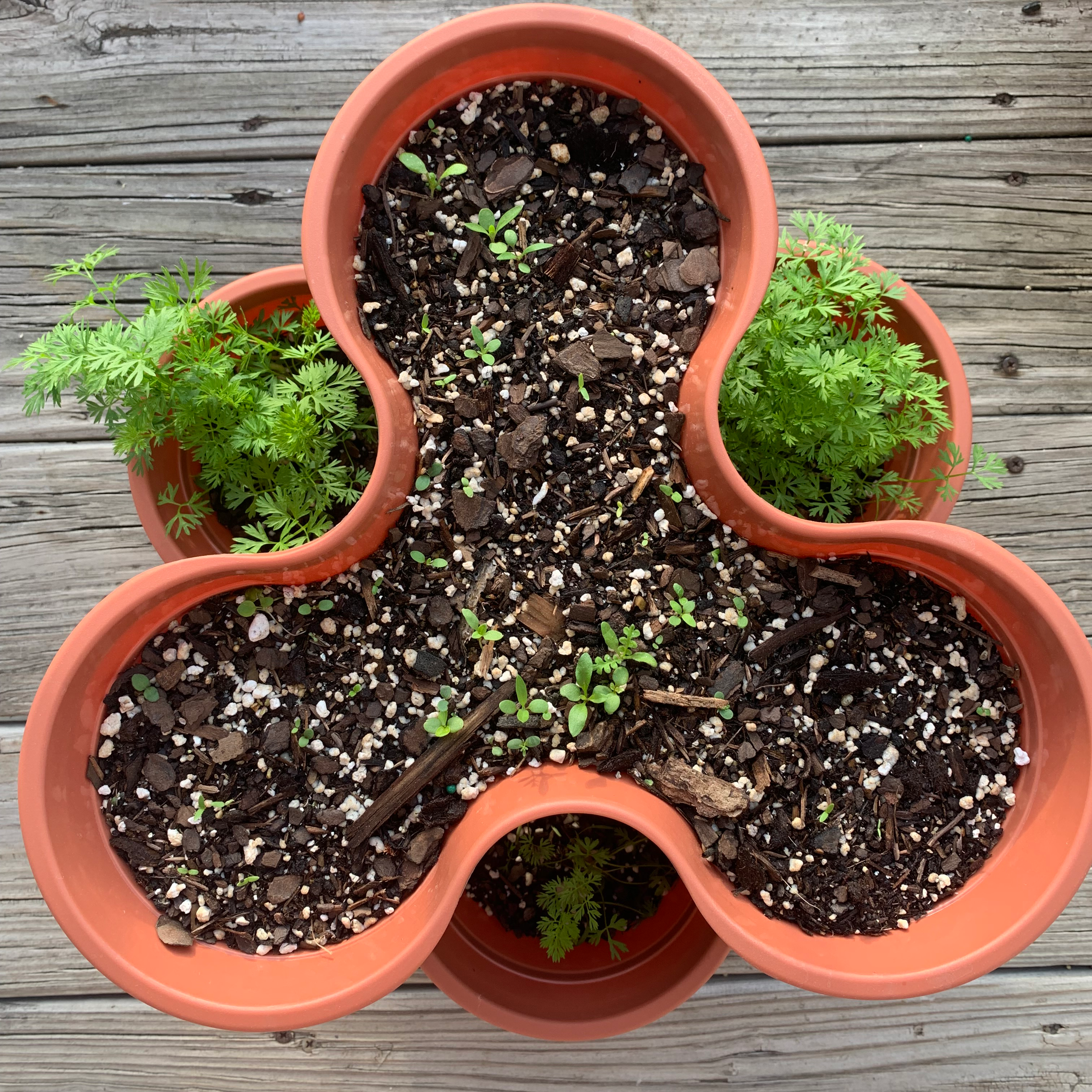 Multi-compartment pot with young Wild Carrot plants and healthy soil.