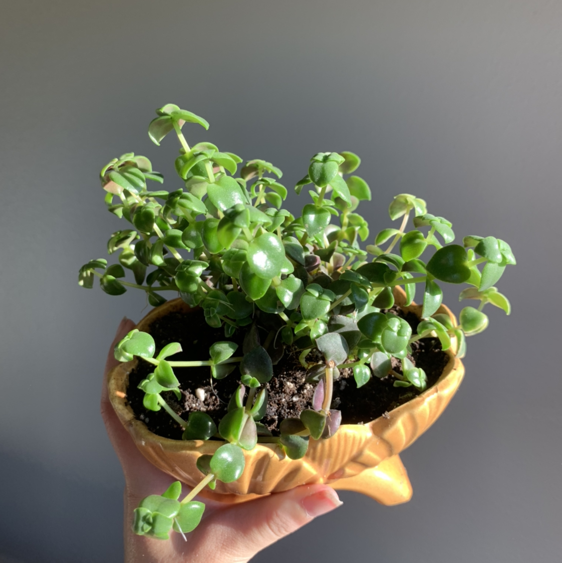 Calico Kitten plant in a decorative pot with visible soil, held by a hand.