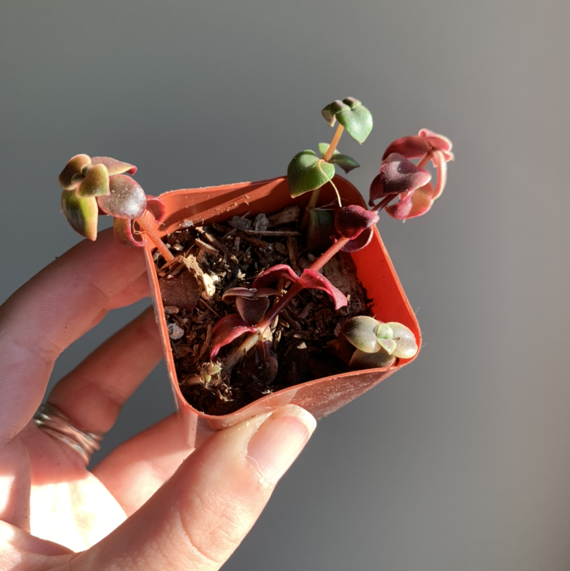 A small potted Calico Kitten plant held by a hand, with visible soil and healthy leaves.