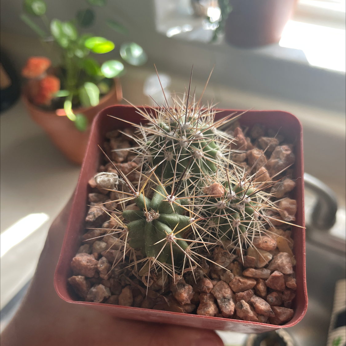 Scarlet Hedgehog Cactus in a pot with visible soil, held by a hand.