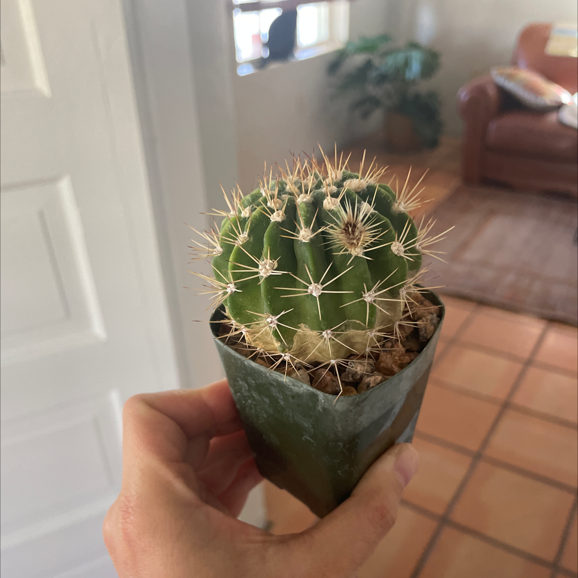Plant care for Button Cactus on Greg, the plant care app