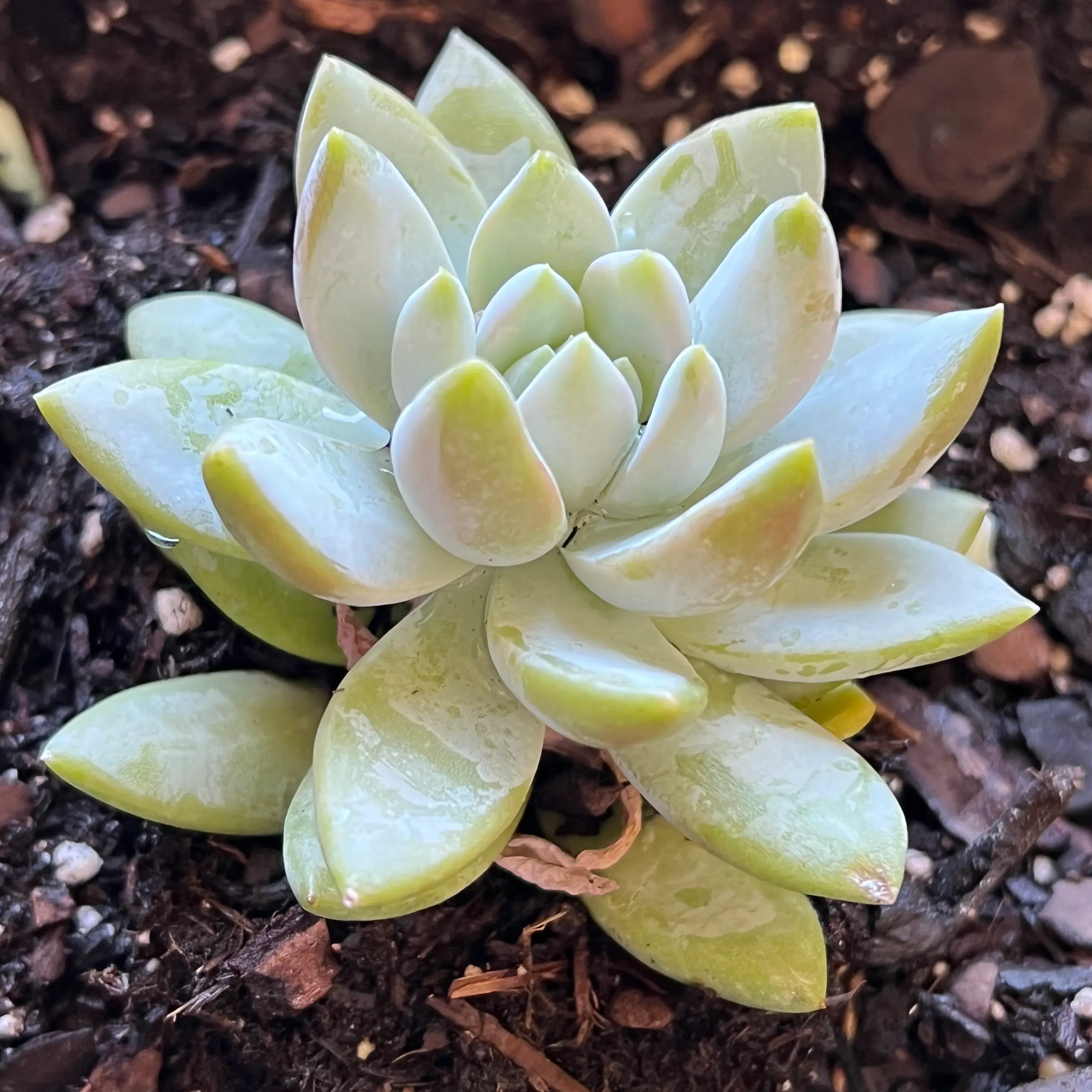 Healthy Ghost Echeveria plant with fleshy leaves and visible soil.