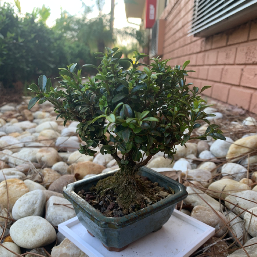 Healthy bonsai boxwood plant with dense green foliage in a blue pot on stones.