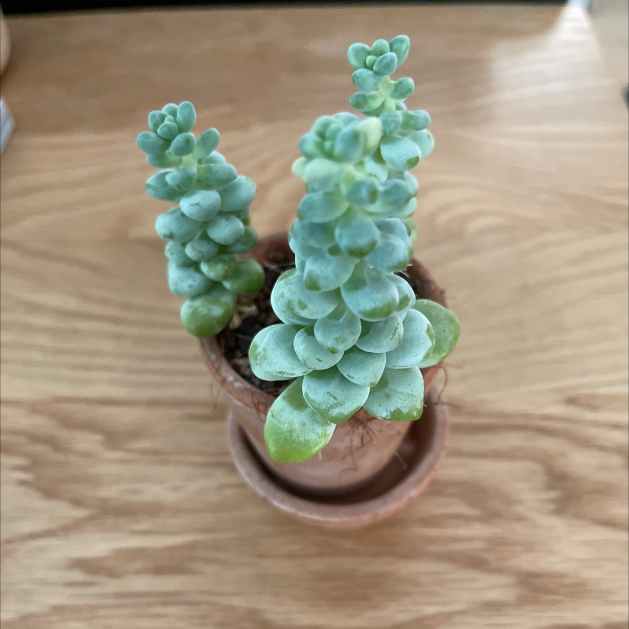 Potted Sedum treleasei plant with three stems, minor yellowing at base leaves.