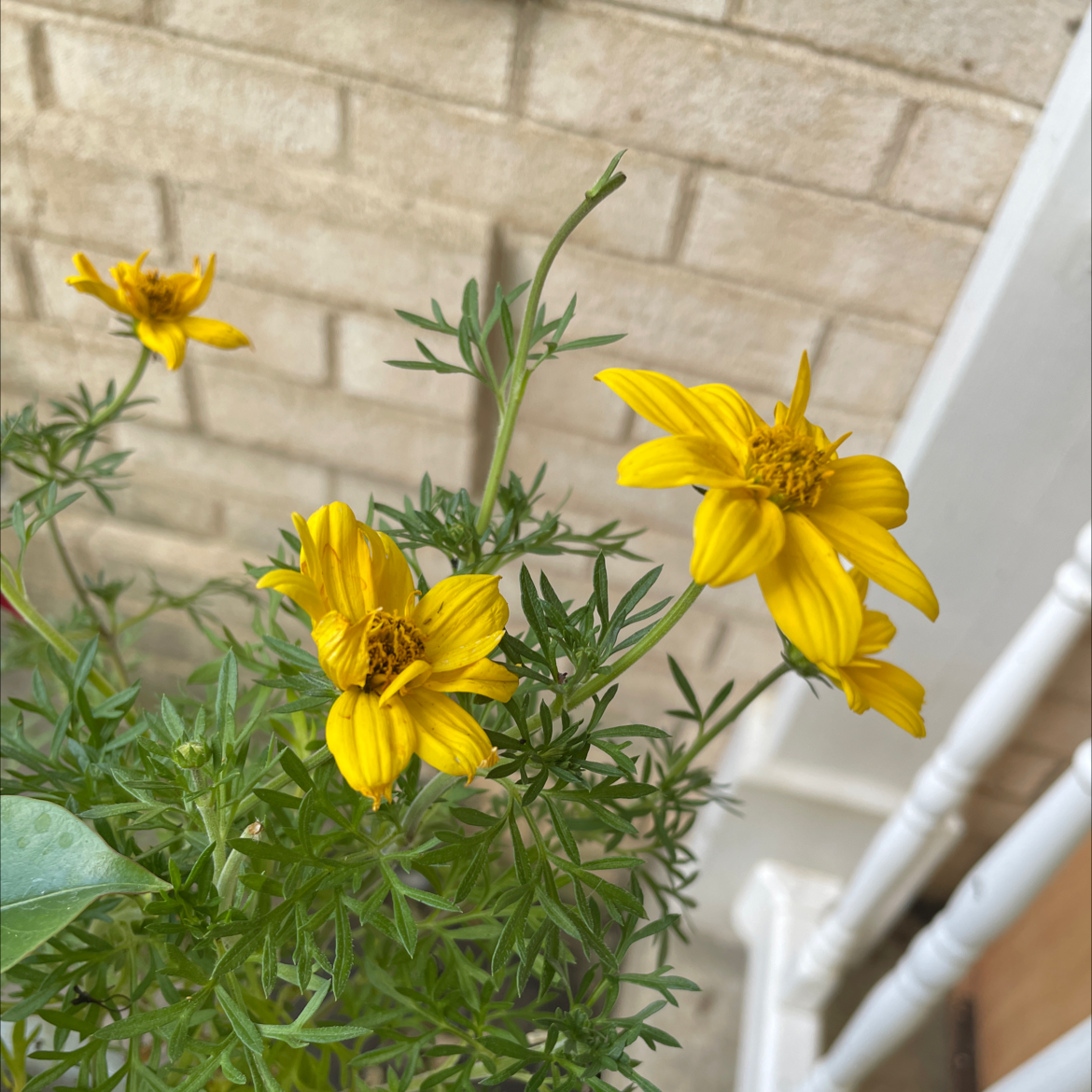 Sulphur Cosmos plant with vibrant yellow flowers and healthy green foliage.