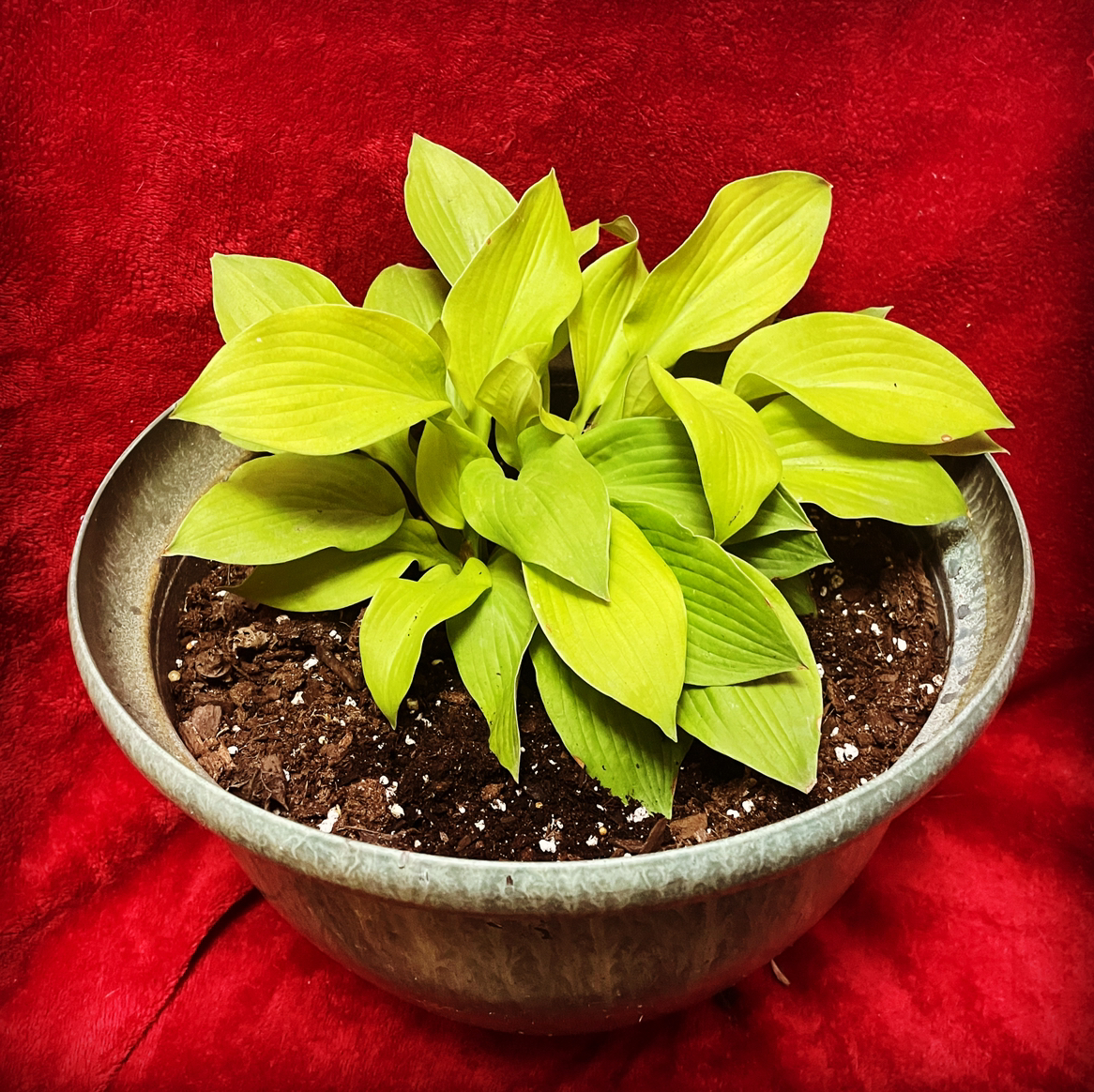 Photo of the plant species suji-gibōshi by @LynnesOasis named Hestia on Greg, the plant care app