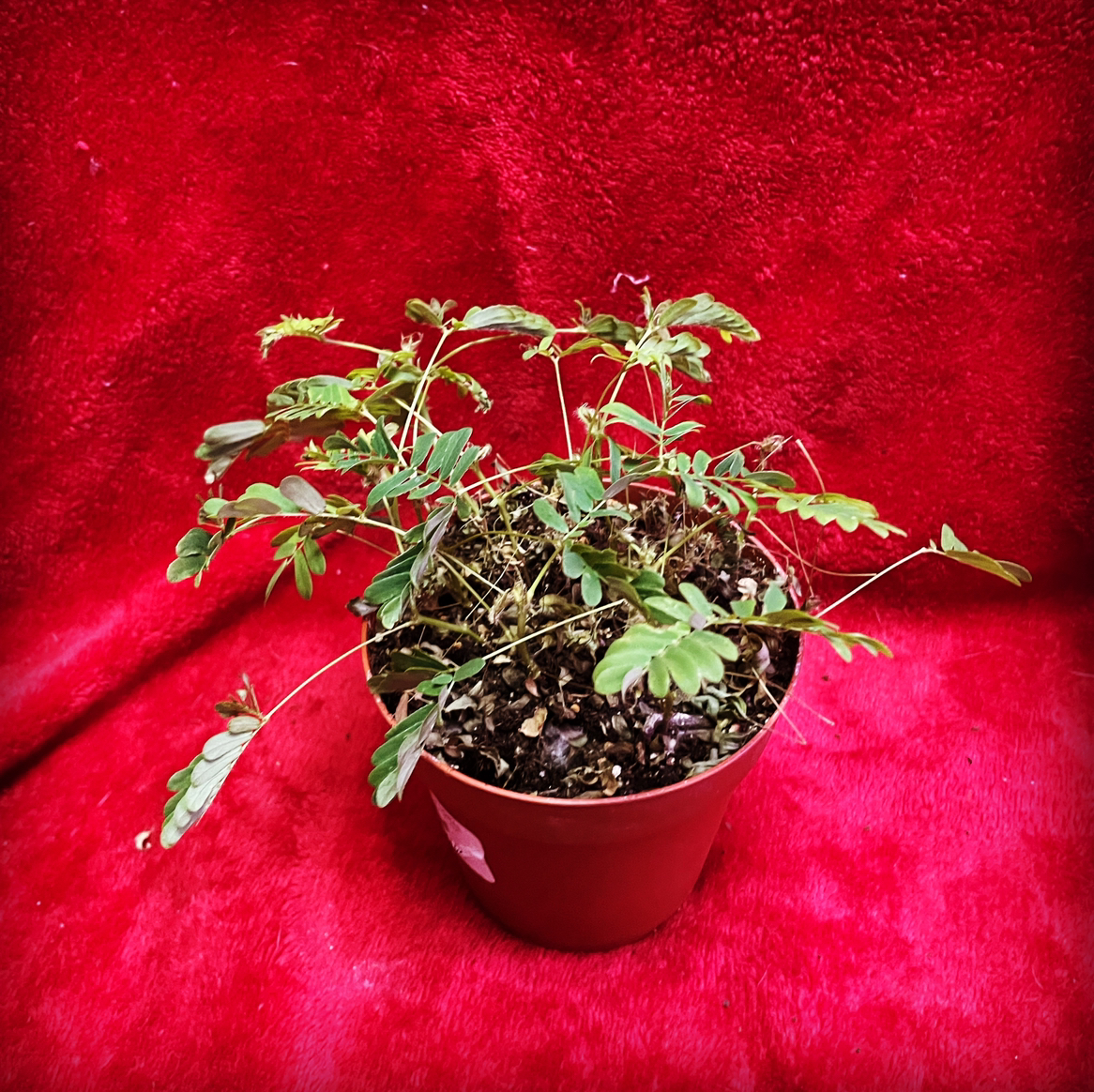 Potted Sensitive Plant (Mimosa pudica) against a red background, showing some healthy green leaves.