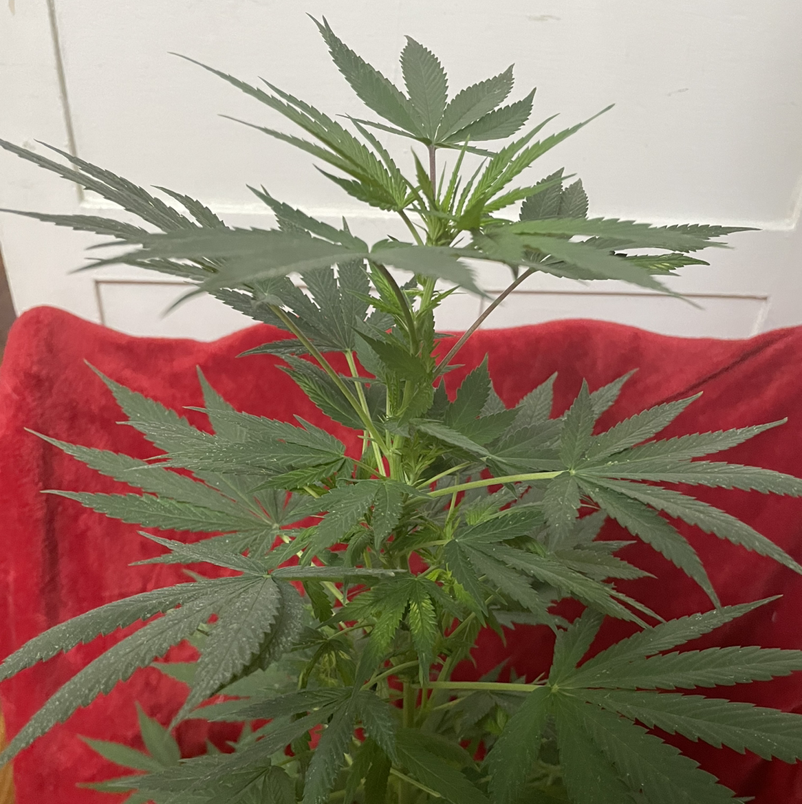 Healthy marijuana plant with characteristic leaves, well-framed and in focus.