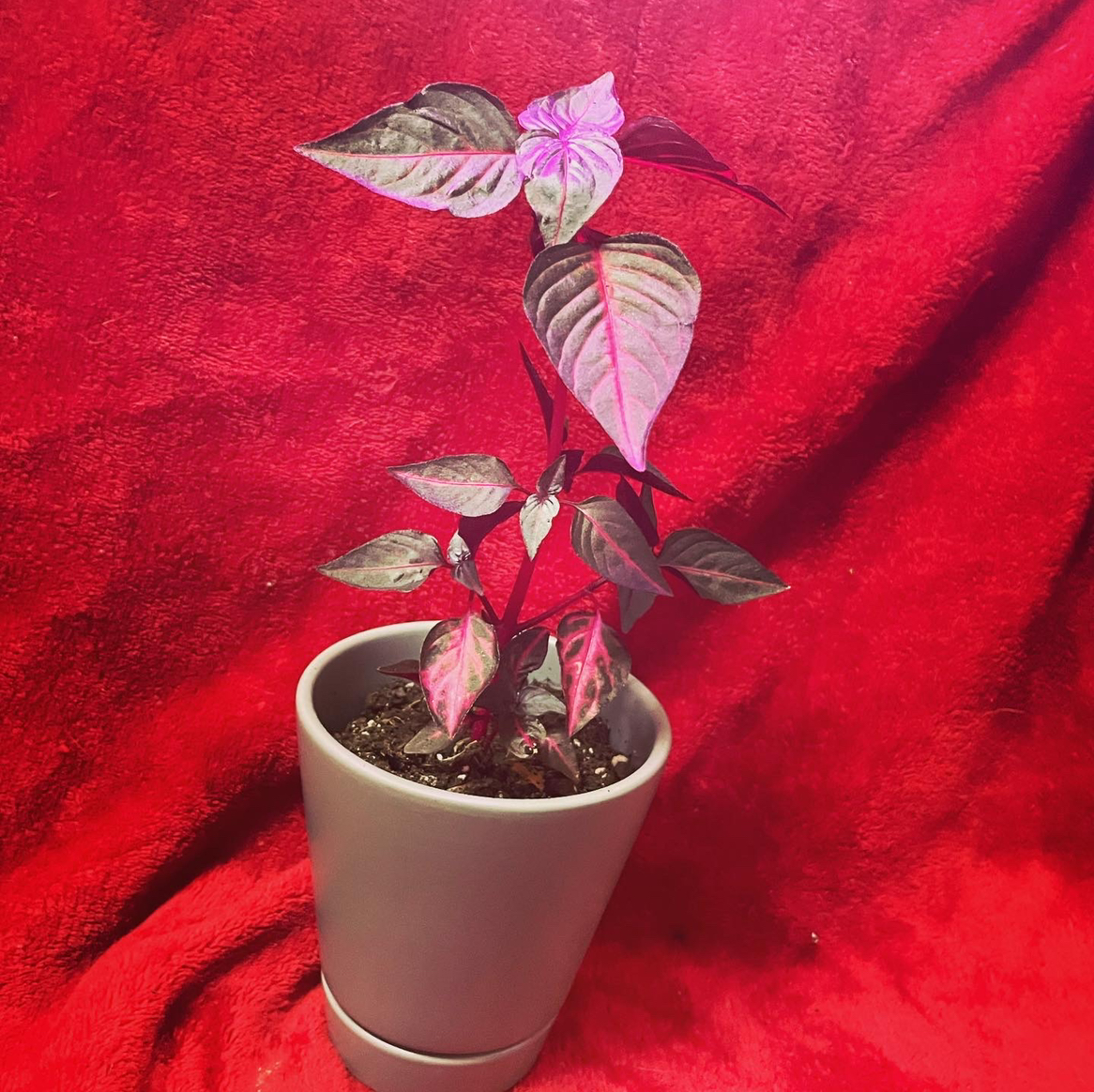 A healthy potted Herbst's Bloodleaf plant with vibrant purple and pink variegated leaves, in a white ceramic pot against a red background.