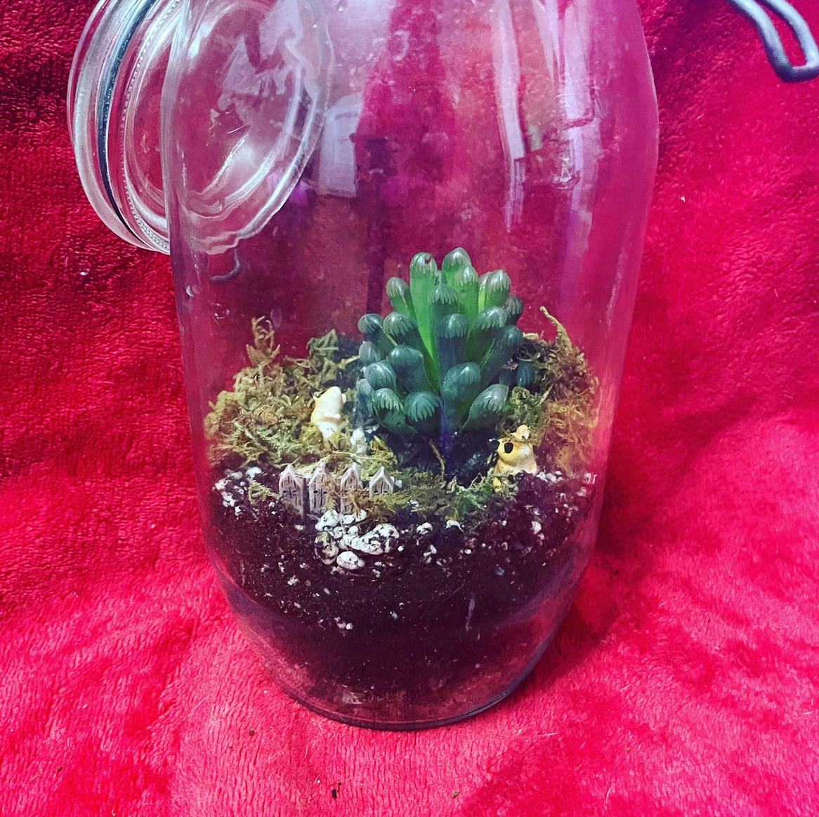Cathedral Window Haworthia plant in a glass jar terrarium with visible soil and moss.