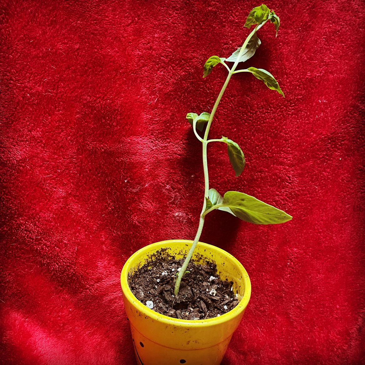 Photo of the plant species Daisy by @LynnesOasis named Coco on Greg, the plant care app