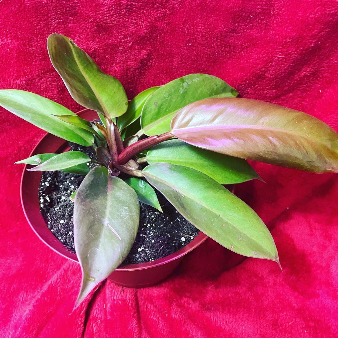 Philodendron Prince of Orange plant in a pot with visible soil and vibrant leaves.