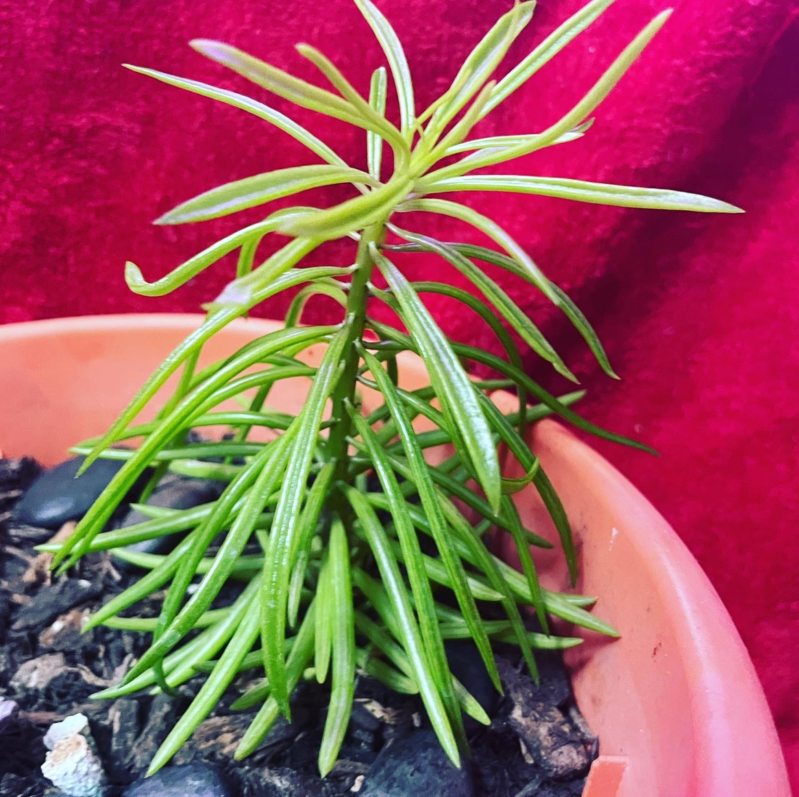 Succulent Bush Senecio plant in a pot with visible soil and red fabric background.