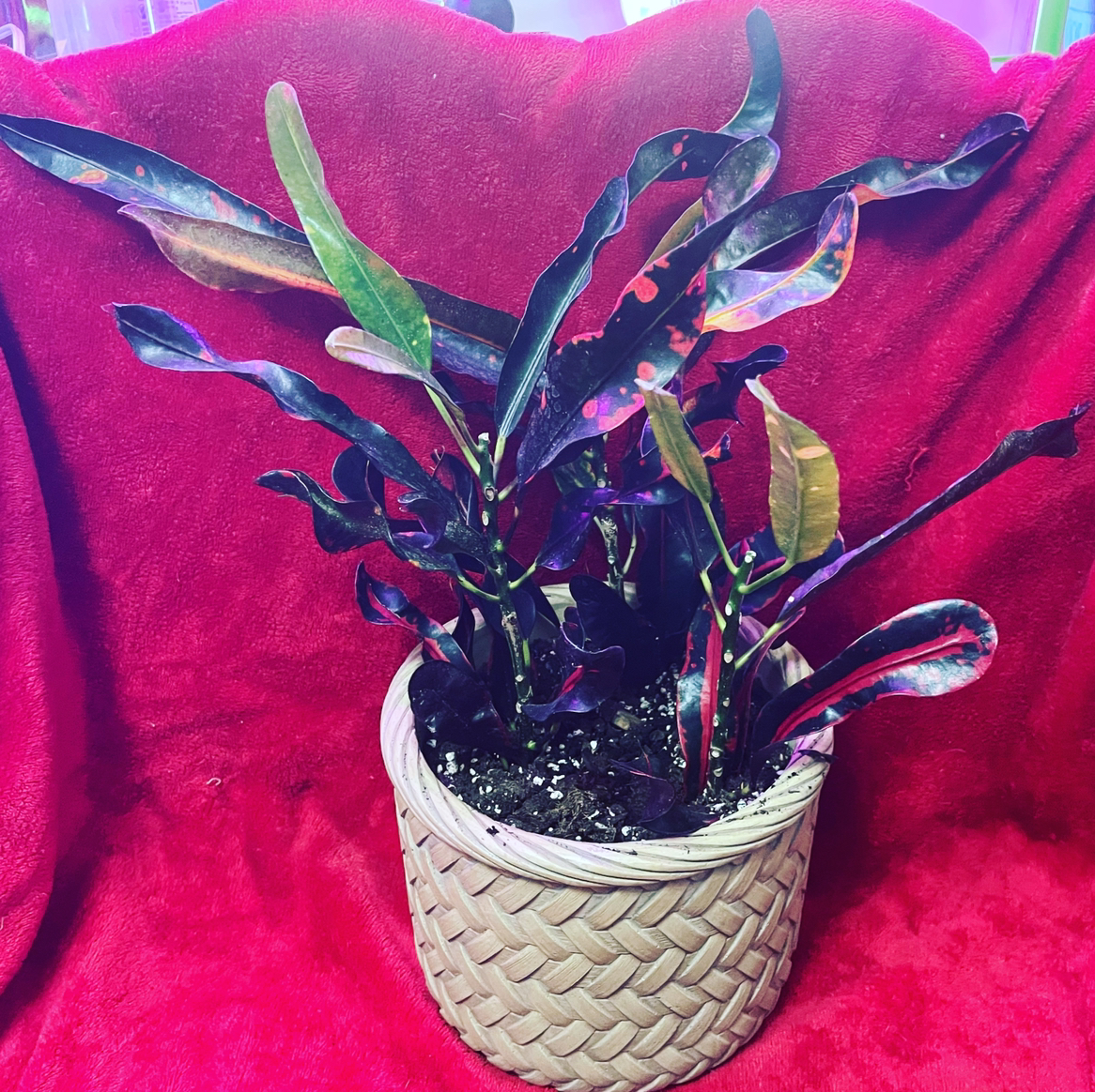 Croton Mammy plant in a woven pot with vibrant, multi-colored leaves against a red fabric background.