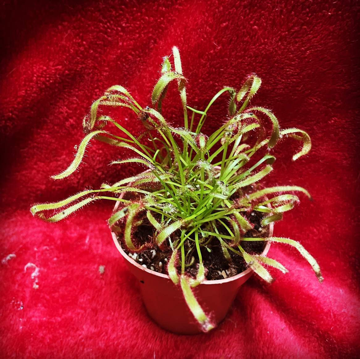 Photo of the plant species Cape Sundew by @LynnesOasis named Sunrise on Greg, the plant care app