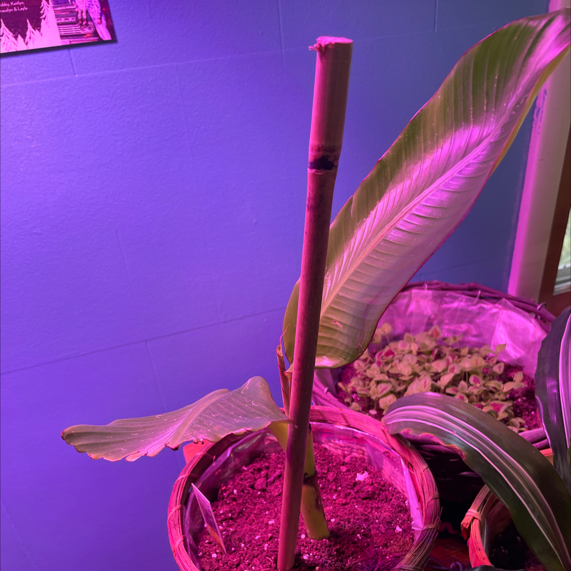 Photo of the plant species Red Banana by @LynnesOasis named Nana on Greg, the plant care app