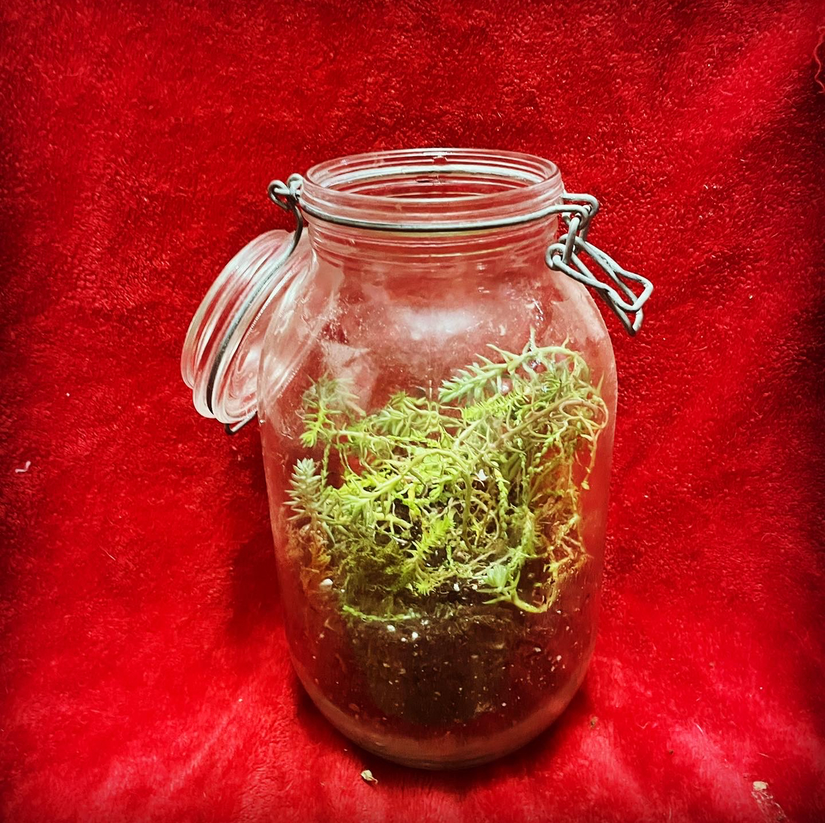 Jenny's Stonecrop plant in a glass jar against a red background.