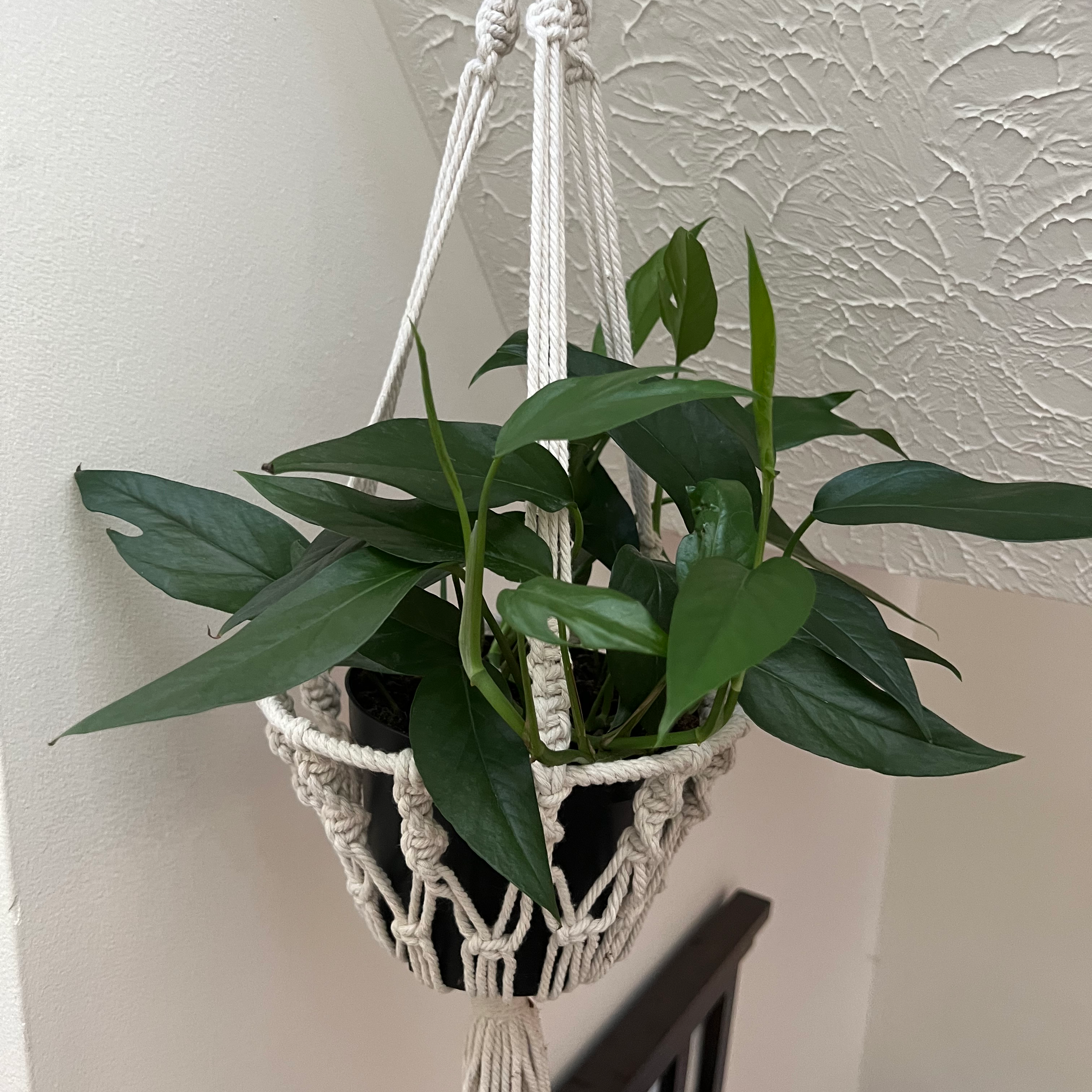 Monstera lechleriana plant in a hanging macrame planter with healthy green leaves.