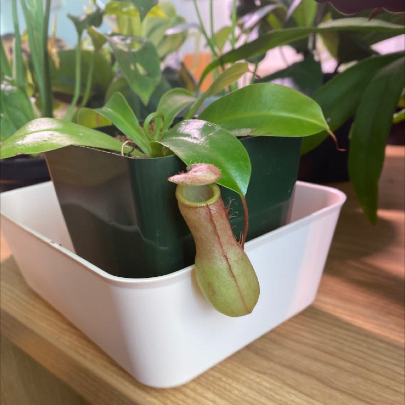 Tropical Pitcher Plant in a small pot inside a white container, with a prominent pitcher.