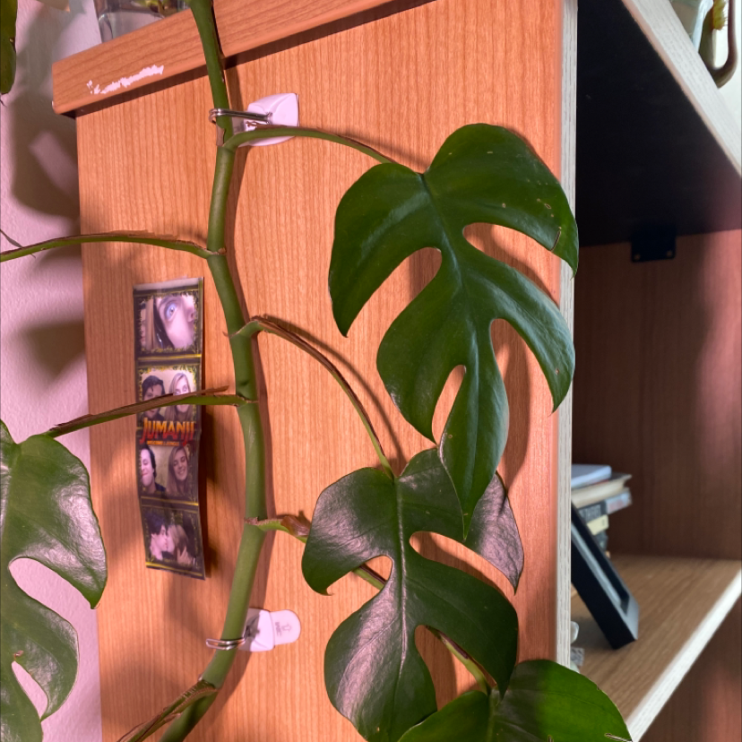 Rhaphidophora foraminifera plant climbing a wooden structure with healthy green leaves.