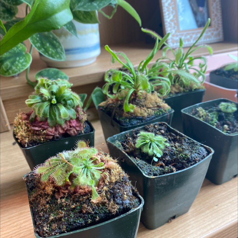 Multiple potted Spoon-Leaved Sundew plants on a wooden surface, appearing healthy.
