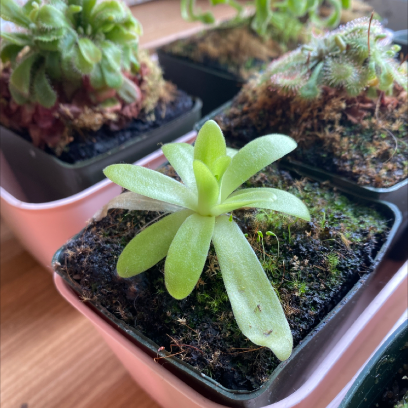 Photo of the plant species Large-Flowered Butterwort by @harperwolf named Ronaldo on Greg, the plant care app