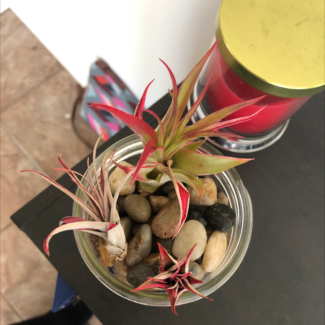 Tillandsia harrisii plant in a glass container with pebbles, vibrant and healthy.