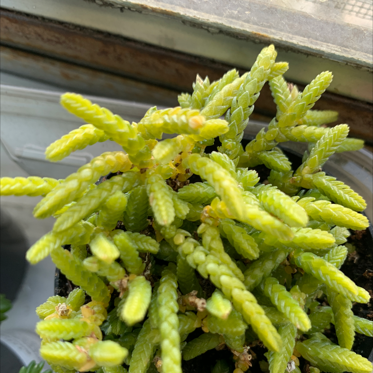 Photo of the plant species Giant Watch Chain by Vito named Your plant on Greg, the plant care app