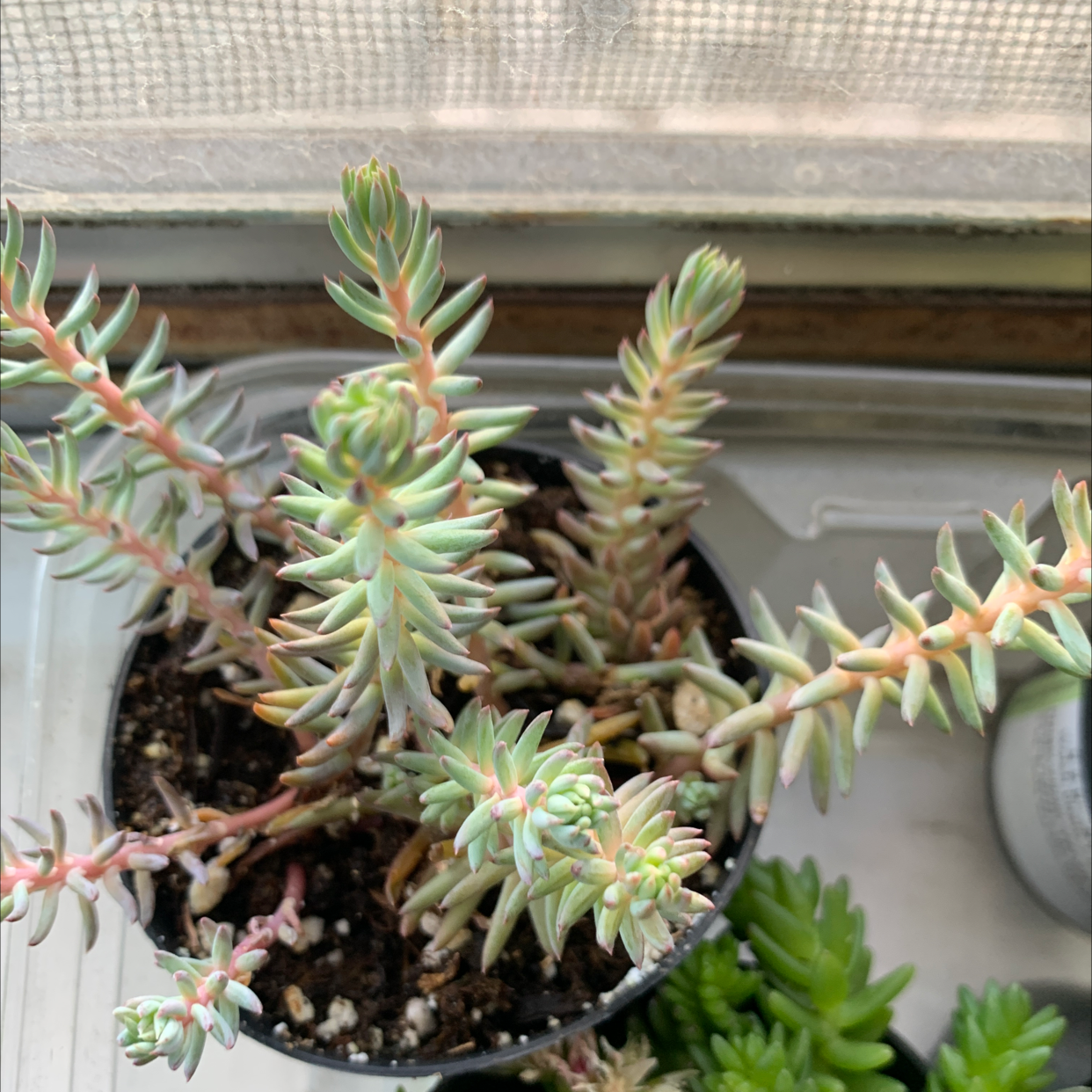 Photo of the plant species Pale Stonecrop by Vito named Your plant on Greg, the plant care app