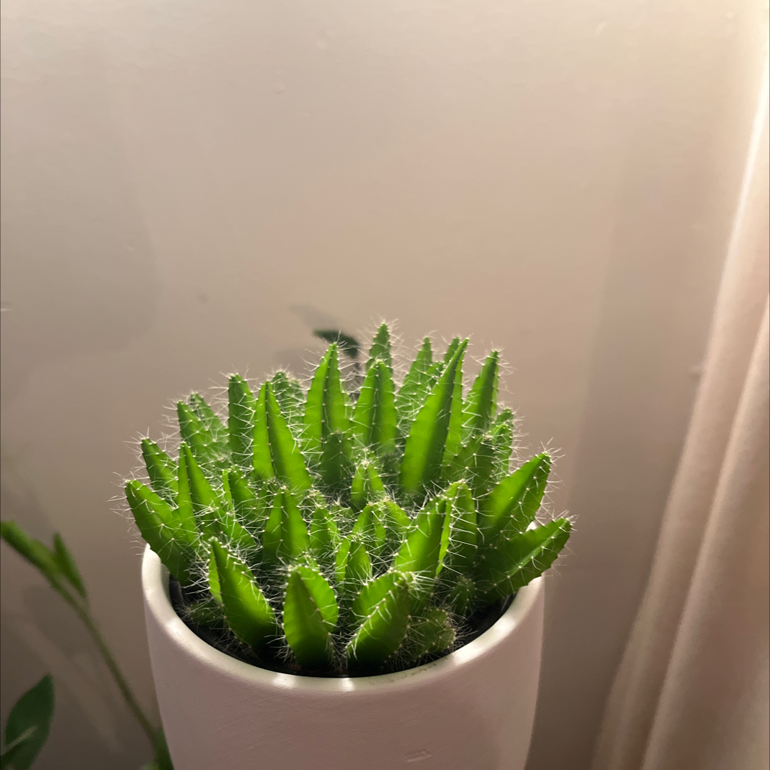 Healthy Lady-Finger Hedgehog Cactus in a white pot, well-lit and vibrant.