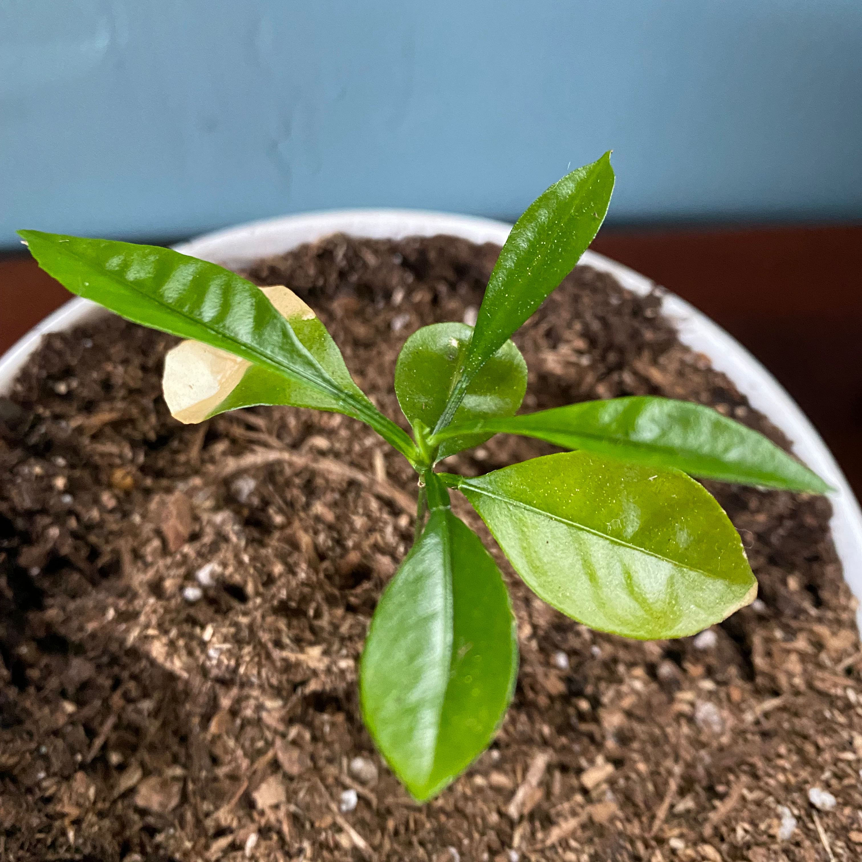 Why Are There Black Spots on My Calamondin Leaves?