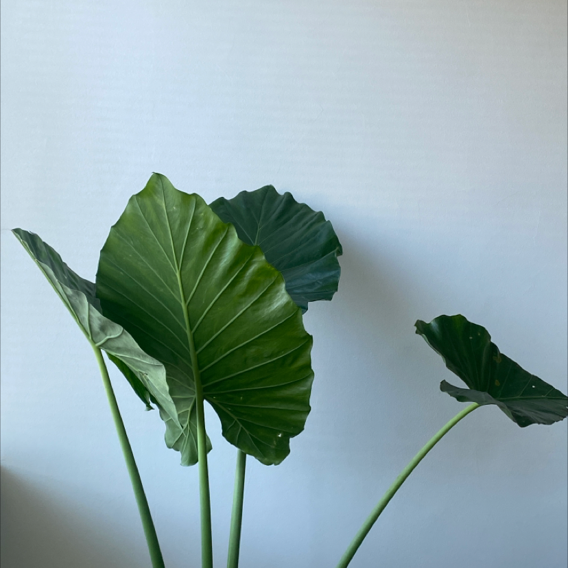 Photo of the plant species Giant Taro by @BeefyOxlip named Elvis on Greg, the plant care app