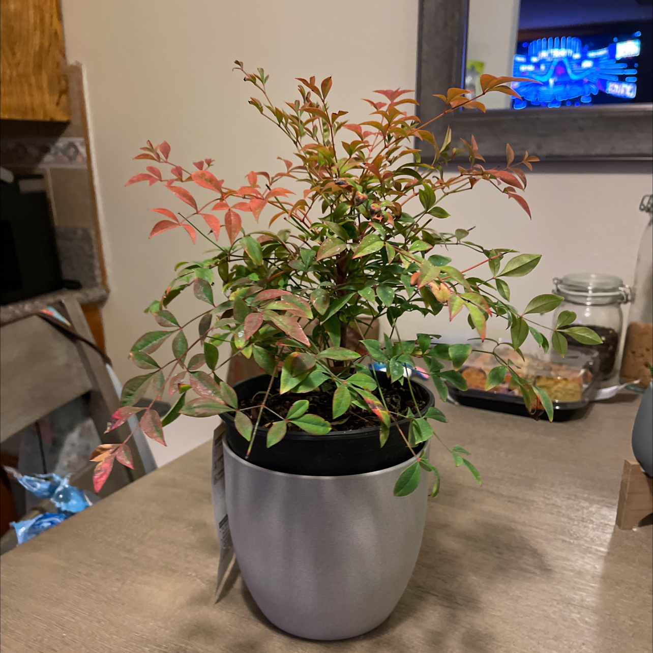 Potted Sacred Bamboo plant with green and reddish leaves, indicating healthy growth.